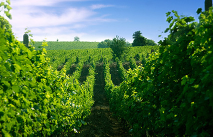 Macedonian Wine Tour Skopje